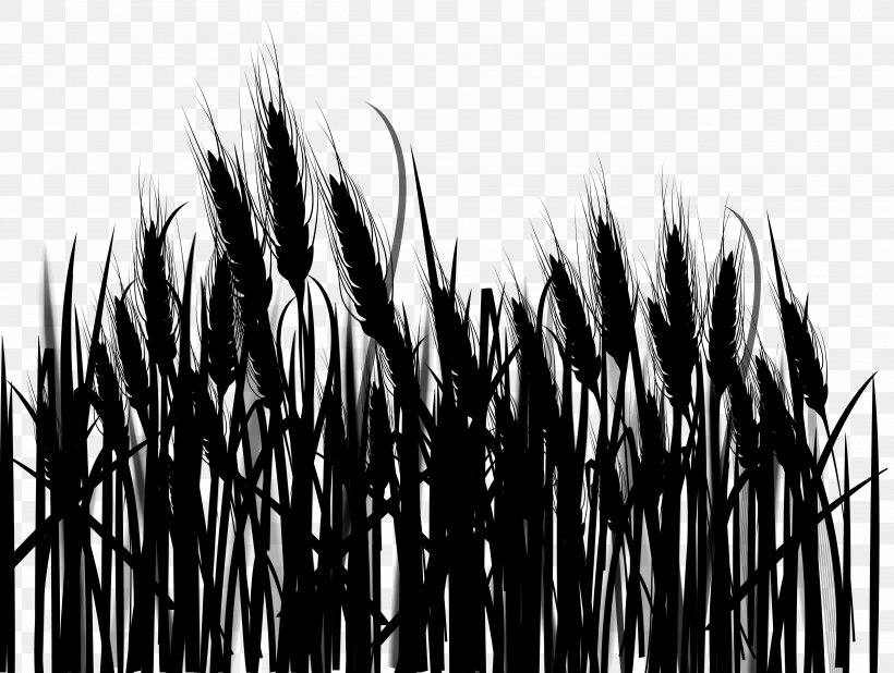 Commodity Grasses Tree, PNG, 5036x3799px, Commodity, Blackandwhite, Grass, Grass Family, Grasses Download Free