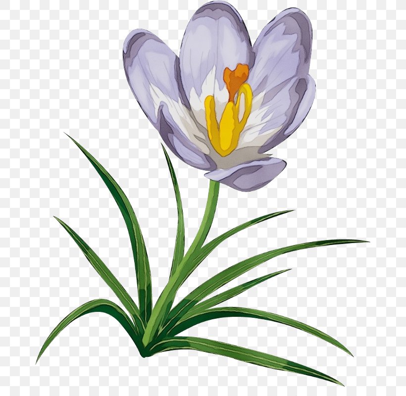 Blue Iris Flower, PNG, 678x800px, Flower, Blue Vase, Cretan Crocus, Crocus, Decoupage Download Free