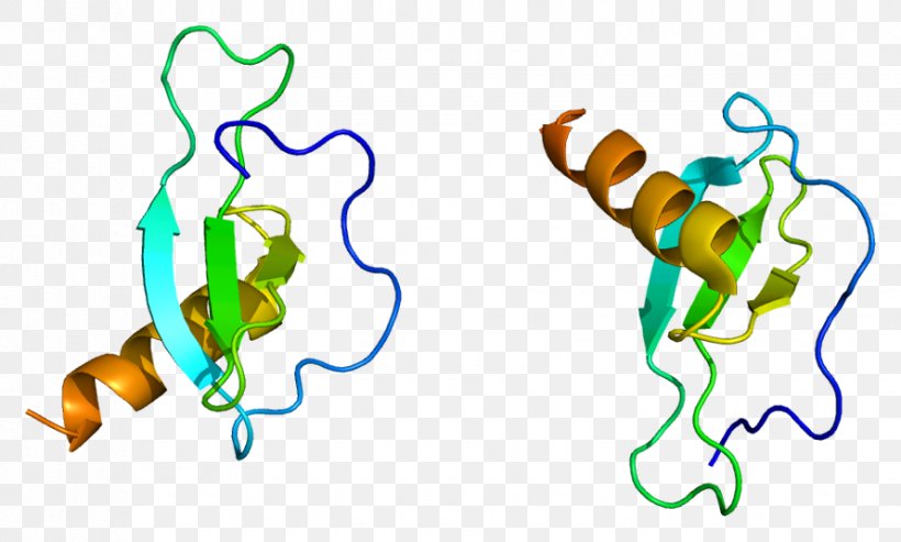 CCL17 CC Chemokine Receptors CCL22 Cytokine, PNG, 890x536px, Chemokine, Area, Artwork, Cc Chemokine Receptors, Cytokine Download Free