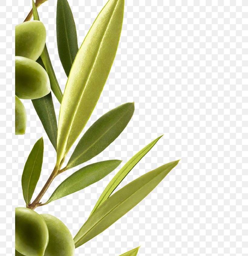 Hair Care Mediterranean Basin Olive Extract, PNG, 720x848px, Hair, Almond, Branch, Capelli, Cosmetology Download Free