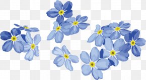 Forget Me Not Images Forget Me Not Transparent Png Free Download
