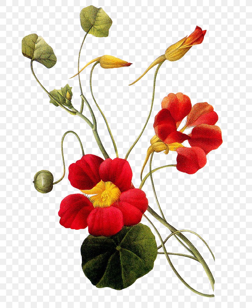 Flower Tattoo Choix Des Plus Belles Fleurs Vintage Clothing, PNG, 685x1000px, Flower, Abziehtattoo, Annual Plant, Choix Des Plus Belles Fleurs, Cut Flowers Download Free