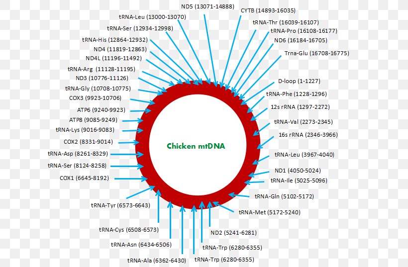 Mitochondrial DNA Asil Chicken Whole Genome Sequencing, PNG, 648x537px, Mitochondrial Dna, Area, Asil Chicken, Brand, Breed Download Free