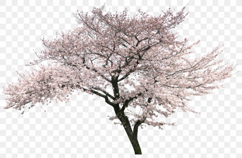 National Cherry Blossom Festival Tree, PNG, 1024x669px, National Cherry Blossom Festival, Architrend Zero, Blossom, Branch, Cerasus Download Free