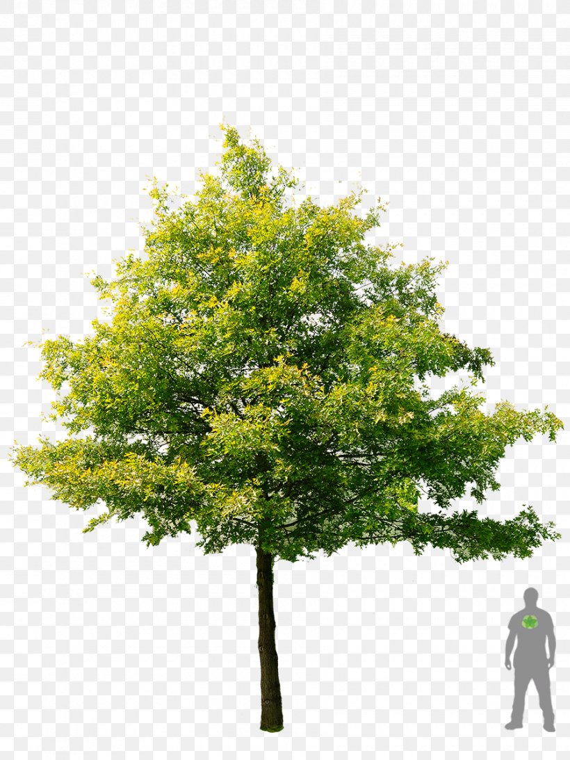 Shade Tree American Sycamore Swamp Spanish Oak Stock Photography, PNG, 900x1200px, Tree, American Sycamore, Branch, Eastern White Pine, Leaf Download Free