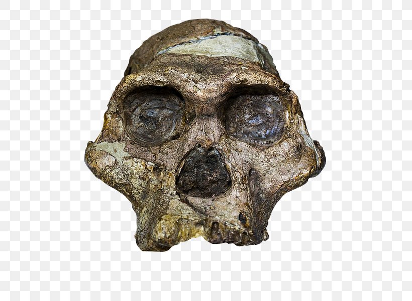 Sterkfontein Cradle Of Humankind Taung Australopithecus Africanus Mrs. Ples, PNG, 661x600px, Cradle Of Humankind, Artifact, Australopithecus Africanus, Bone, Fossil Download Free