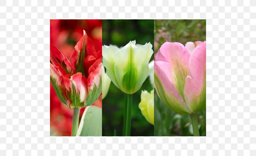 Tulip Cut Flowers Plant Stem Bulb Petal, PNG, 500x500px, Tulip, Annual Plant, Bud, Bulb, Cut Flowers Download Free