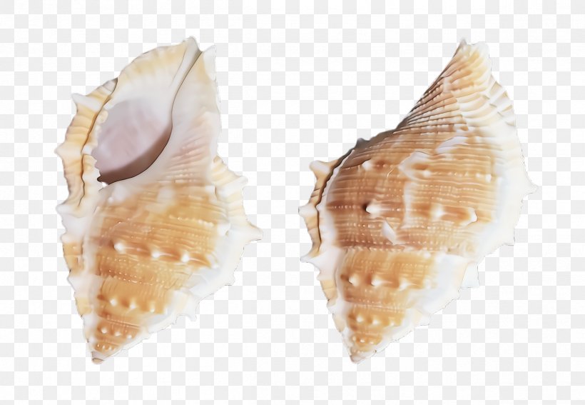 Earrings Conch Conch Cuisine Shell, PNG, 2404x1664px, Earrings, Conch, Cuisine, Dish, Food Download Free
