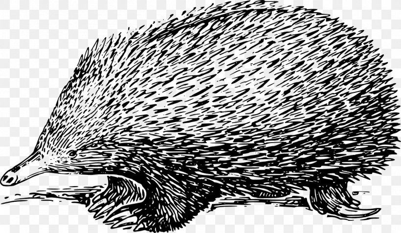 Echidna Drawing Clip Art, PNG, 1280x746px, Echidna, Art, Beak, Black And White, Carnivoran Download Free