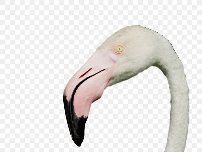 Flamingo, PNG, 1920x1440px, Watercolor, Beak, Flamingo, Paint, Wet Ink Download Free