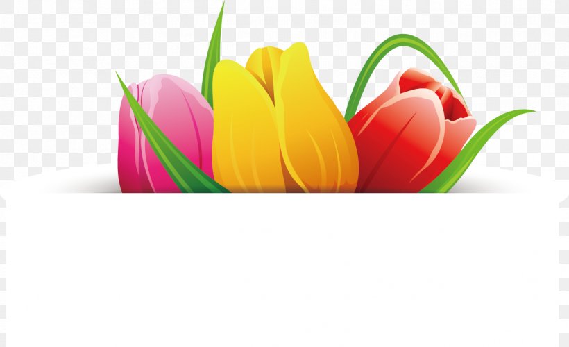 Flower Tulip, PNG, 1318x805px, Flower, Banner, Floral Design, Flower Delivery, Flowering Plant Download Free