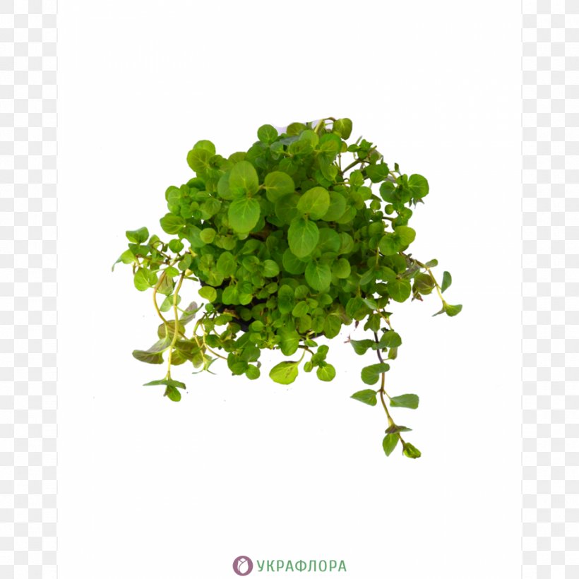 House Of Chay Vegetarian À La Carte Coriander Leaf Vegetable, PNG, 1100x1100px, A La Carte, Coriander, Grass, Grocery Store, Herb Download Free