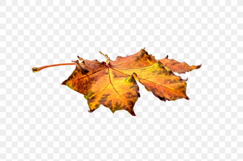 Autumn Leaf Color Autumn Leaf Color, PNG, 1280x853px, Leaf, Autumn, Autumn Leaf Color, Autumn Leaves, Color Download Free