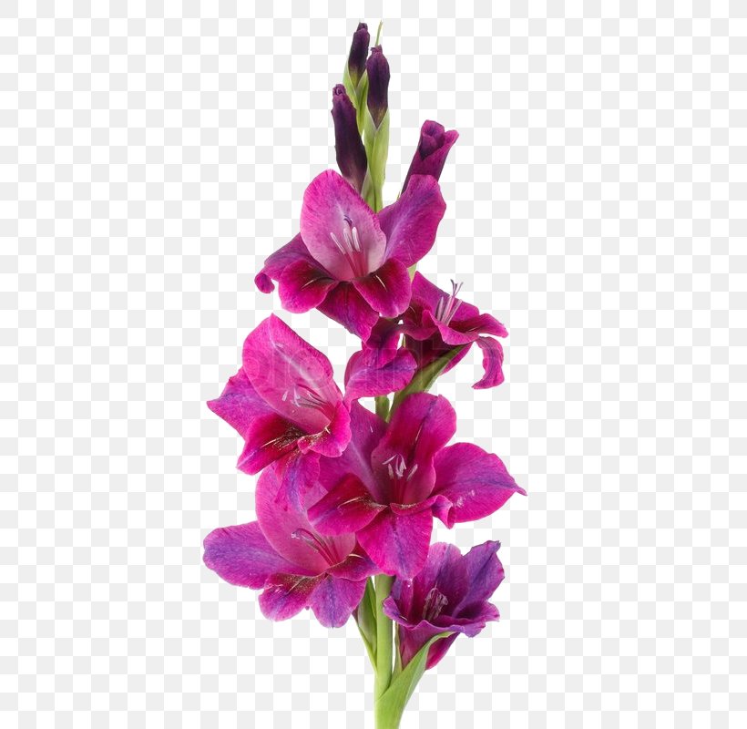 Botany Stock Photography Flower Gladiolus Murielae, PNG, 533x800px, Botany, Birth Flower, Blume, Cut Flowers, Flower Download Free