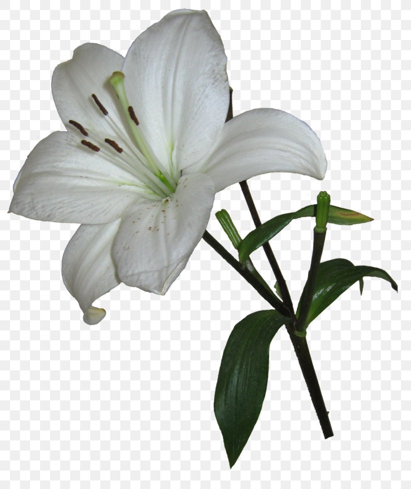 Easter Lily Lilium Candidum Arum-lily Garden Lilies Clip Art, PNG, 817x977px, Easter Lily, Amaryllis, Arumlily, Calla Lily, Cut Flowers Download Free