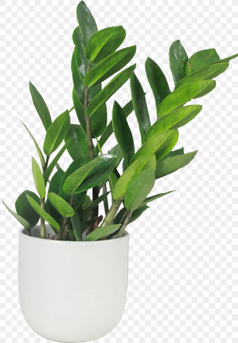 Flowerpot Leaf Houseplant Herb Plant Stem, PNG, 1068x1535px, Flowerpot, Herb, Houseplant, Leaf, Plant Download Free