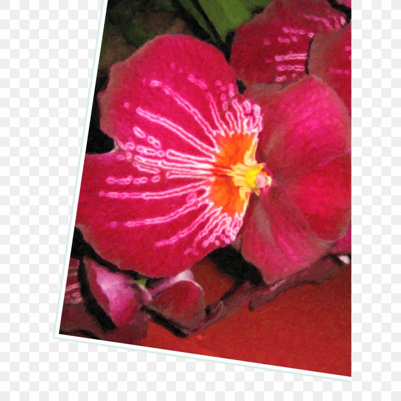 Hibiscus Magenta Herbaceous Plant, PNG, 1082x1082px, Hibiscus, Flora, Flower, Flowering Plant, Herbaceous Plant Download Free