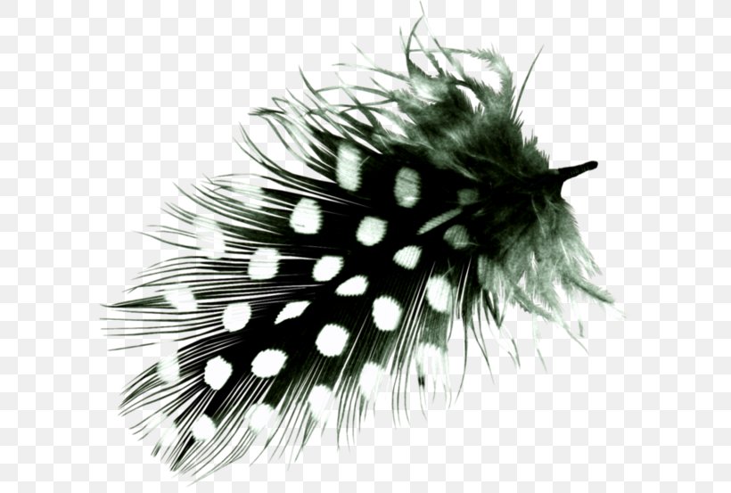 White Feather Bird Hair, PNG, 600x553px, Feather, Animal, Bird, Black And White, Drawing Download Free