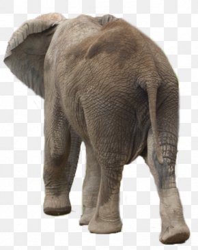 elephant images elephant transparent png free download elephant transparent png