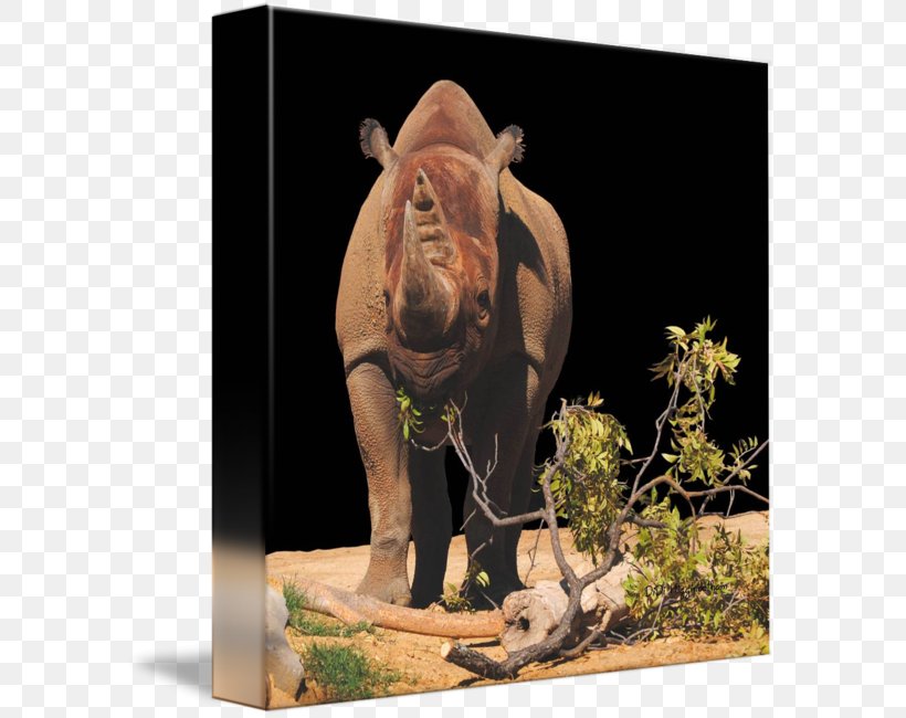 Indian Elephant Rhinoceros Wildlife Terrestrial Animal, PNG, 589x650px, Indian Elephant, Animal, Elephant, Elephantidae, Elephants And Mammoths Download Free