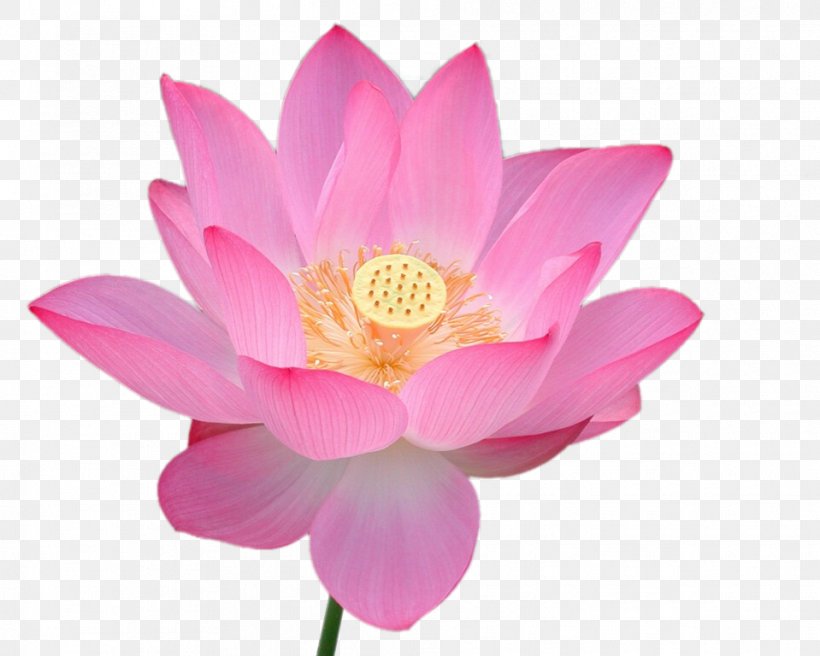 11+ Falun Dafa Lotus Background