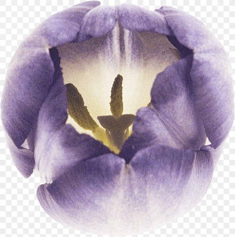 Petal Tulip Lilac Violet Flower, PNG, 868x879px, Petal, Blue, Closeup, Diary, Flower Download Free