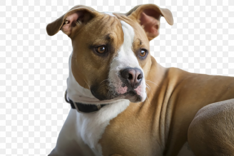 American Pit Bull Terrier Pit Bull Snout Bull Terrier Terrier, PNG, 1920x1280px, American Pit Bull Terrier, Biology, Breed, Bull Terrier, Dog Download Free