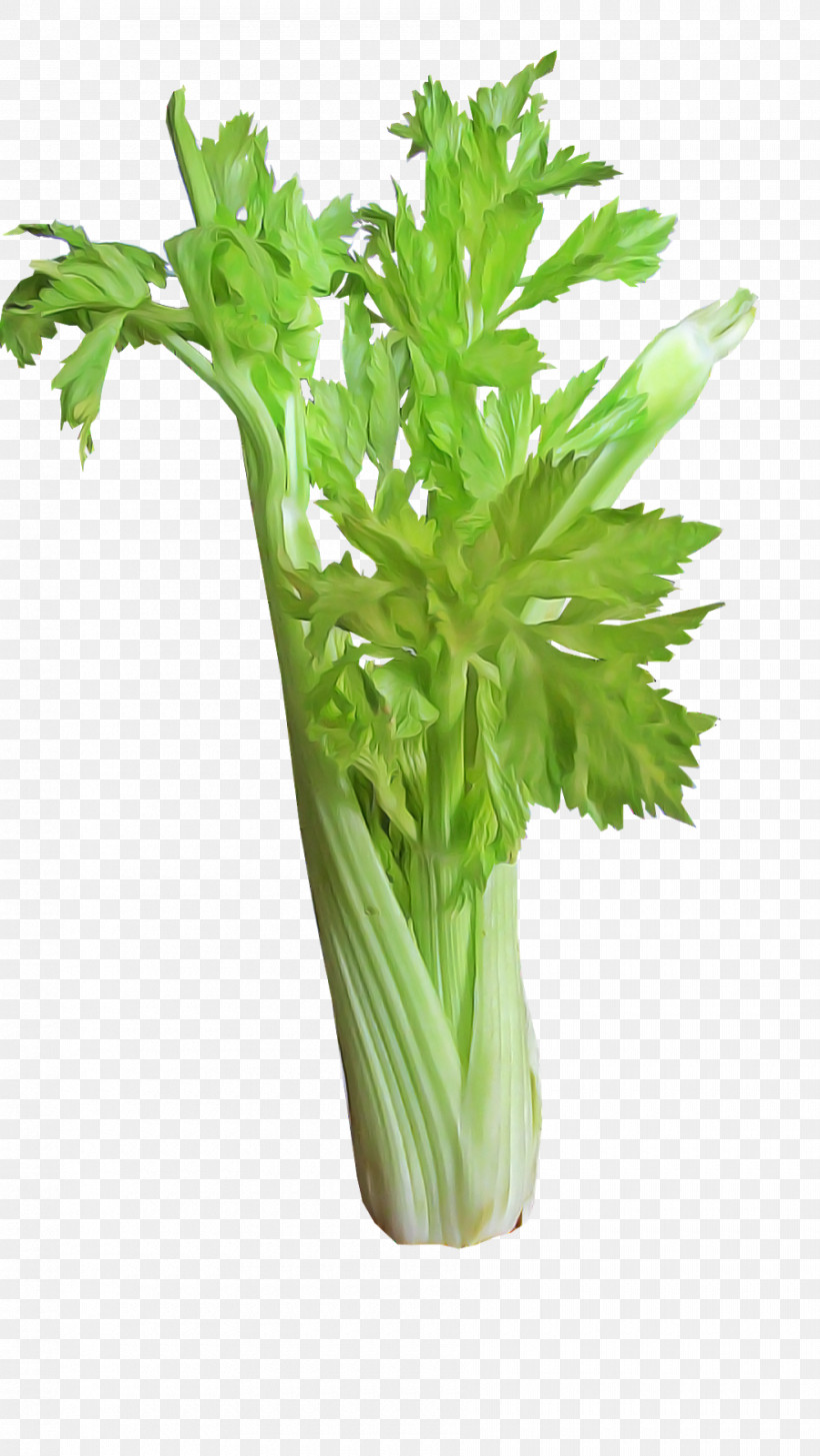 Celery Plant Vegetable Flower Leaf Vegetable, PNG, 900x1600px, Celery, Culantro, Flower, Food, Herb Download Free
