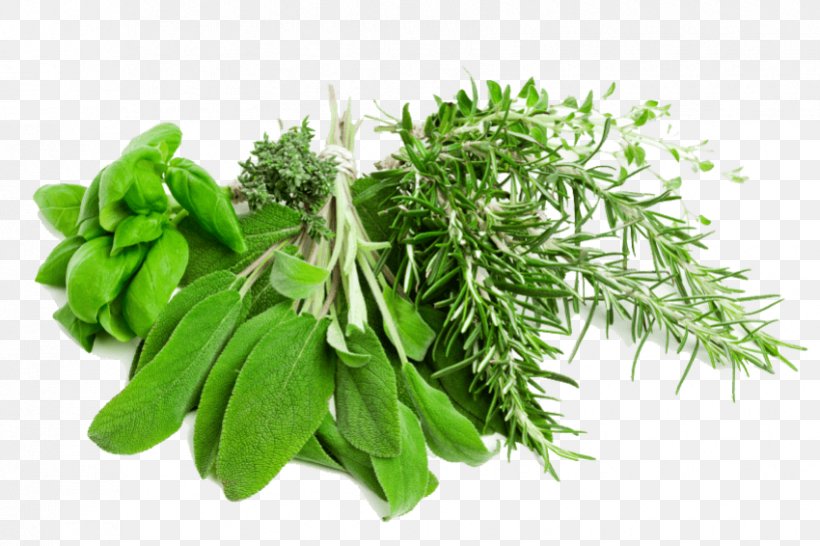 Herb Medicinal Plants Clip Art, PNG, 850x566px, Herb, Chervil, Coriander, Display Resolution, Fines Herbes Download Free
