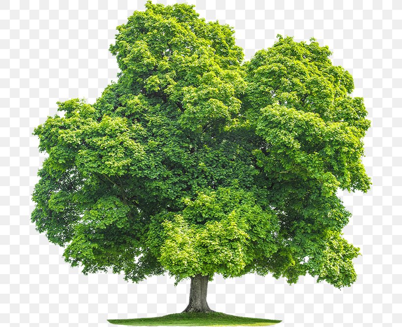 Stock Photography Tree Birch Oak Royalty-free, PNG, 700x668px, Stock Photography, Arborist, Birch, Branch, Can Stock Photo Download Free