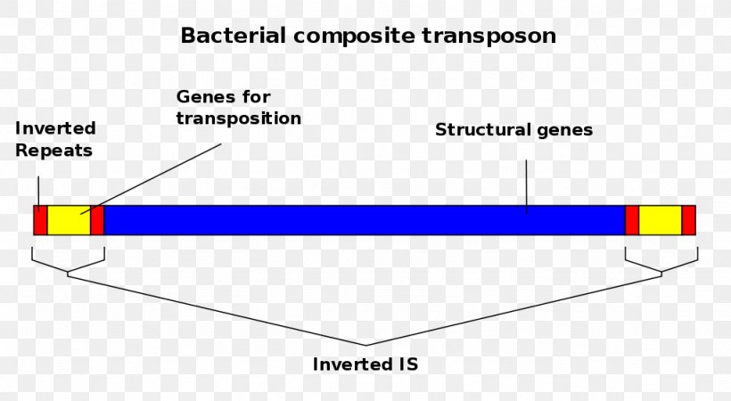 Transposable Element Insertion Sequence Mobile Genetic Elements Genome, PNG, 1024x562px, Transposable Element, Area, Bacteria, Cell, Chromosome Download Free