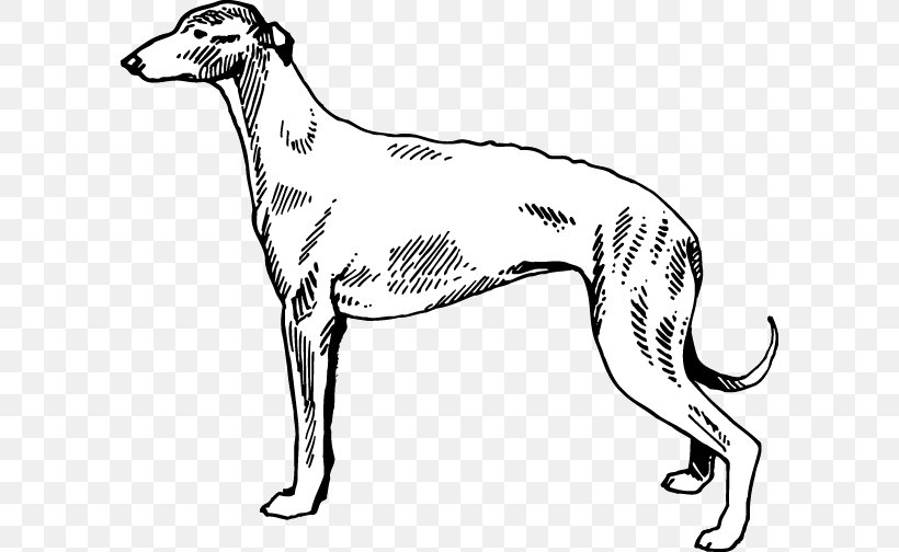 Whippet Italian Greyhound Spanish Greyhound Polish Greyhound, PNG, 600x504px, Whippet, Artwork, Black, Black And White, Borzoi Download Free