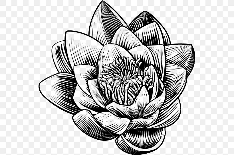 Woodcut Stock Photography Flower, PNG, 550x545px, Woodcut, Black And White, Drawing, Engraving, Etching Download Free