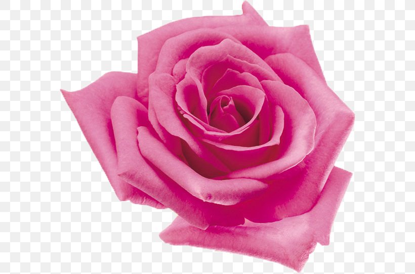 Beach Rose Tencent QQ Flower Garden Roses Petal, PNG, 586x543px, Beach Rose, Close Up, Cut Flowers, Floribunda, Flower Download Free