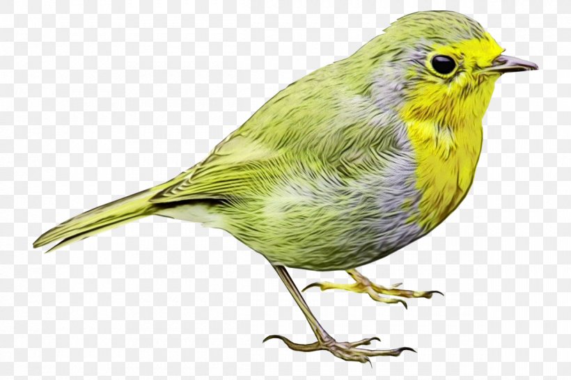 Bird Beak Finch Songbird Atlantic Canary, PNG, 1200x800px, Watercolor, Atlantic Canary, Beak, Bird, Canary Download Free