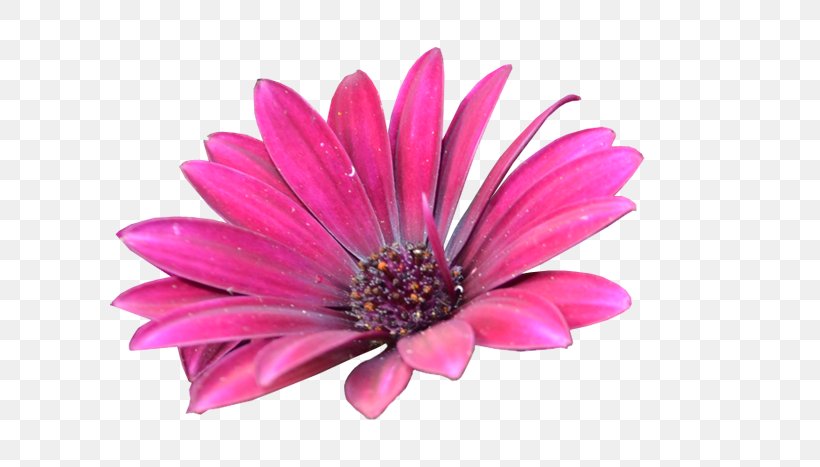 Transvaal Daisy Cut Flowers Pink M, PNG, 700x467px, Transvaal Daisy, Cut Flowers, Daisy Family, Flower, Flowering Plant Download Free