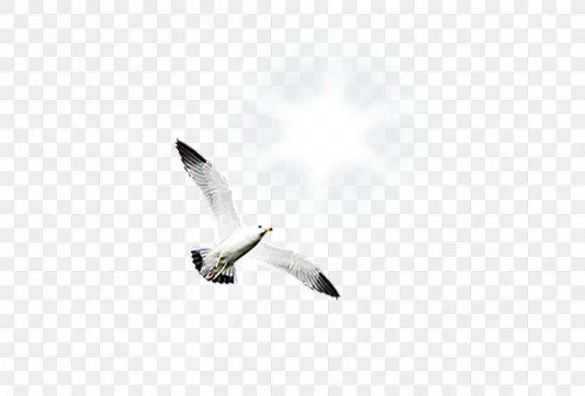Bird Gulls Shunde District, PNG, 1408x953px, Gulls, Beak, Bird, Bird Flight, Flight Download Free