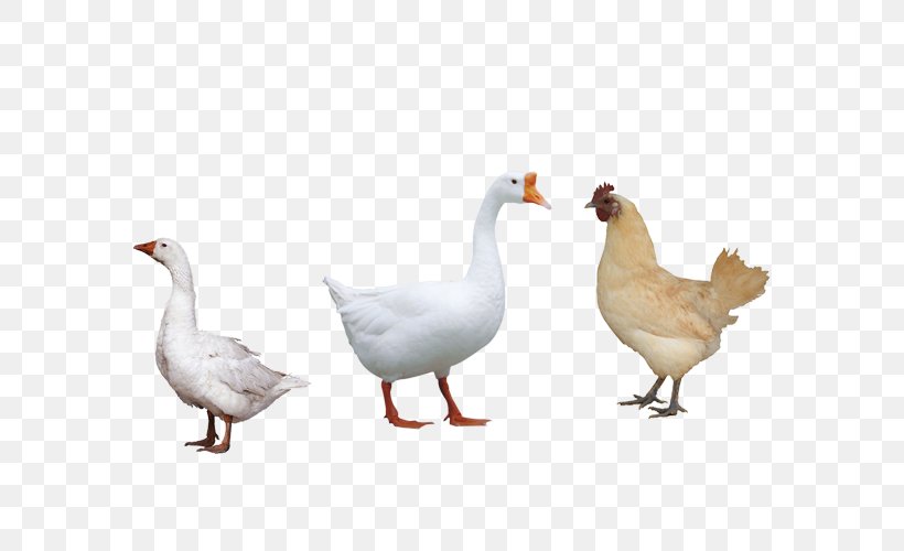 Duck Chicken Domestic Goose Newcastle Disease, PNG, 800x500px, Duck, Beak, Bird, Chicken, Disease Download Free