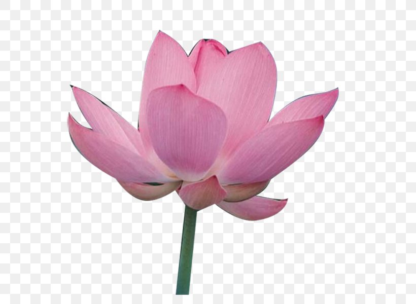 Joyful Manifestation: Ten Steps To Empower Yourself And Attract A Happy And Successful Life Nelumbo Nucifera Yellow Lotus Guan Yin Of The South Sea Of Sanya Water Lilies, PNG, 800x600px, Nelumbo Nucifera, Aquatic Plant, Bud, Flower, Flowering Plant Download Free