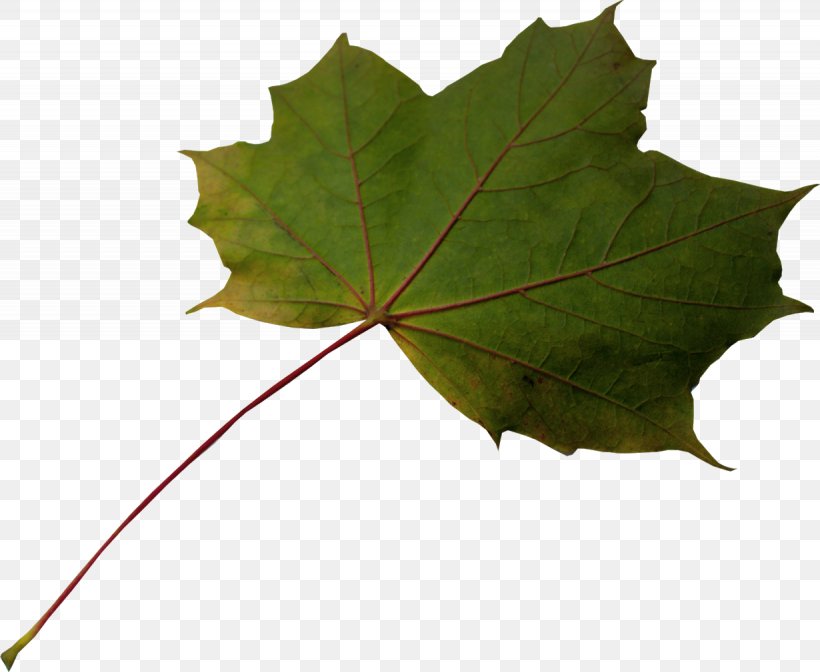 Maple Leaf Plane Trees, PNG, 1230x1009px, Maple Leaf, Leaf, Maple, Maple Tree, Plane Tree Family Download Free