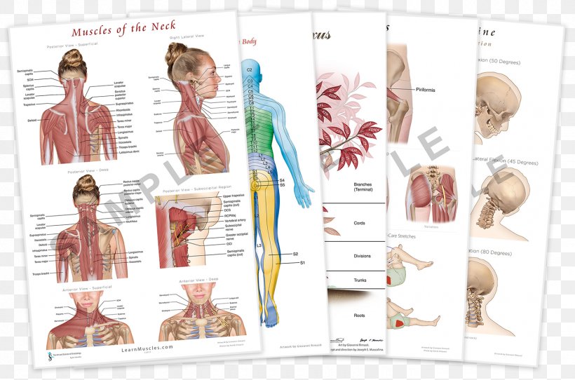 Muscles Of The Neck The Endless Web: Fascial Anatomy And Physical Reality Muscles Of The Neck, PNG, 1500x993px, Watercolor, Cartoon, Flower, Frame, Heart Download Free