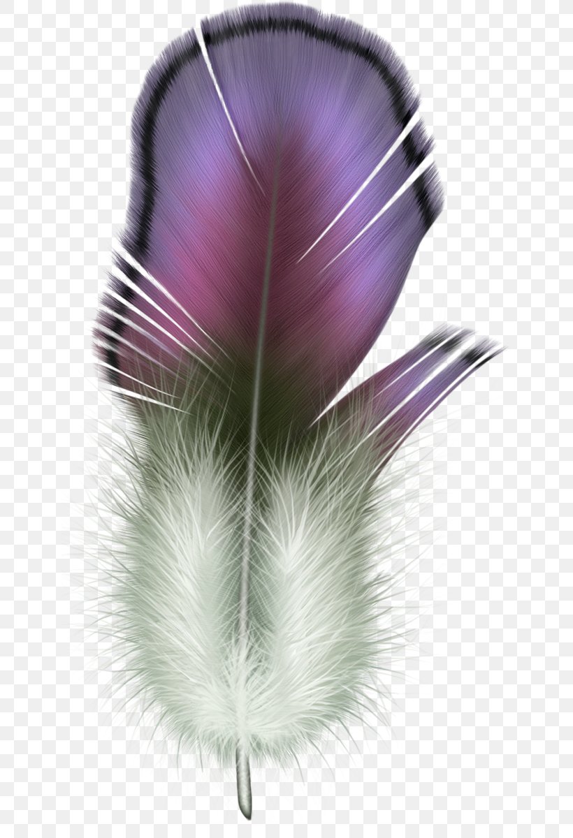 The Floating Feather Bird Clip Art, PNG, 644x1200px, Floating Feather, Asiatic Peafowl, Bird, Feather, Image File Formats Download Free
