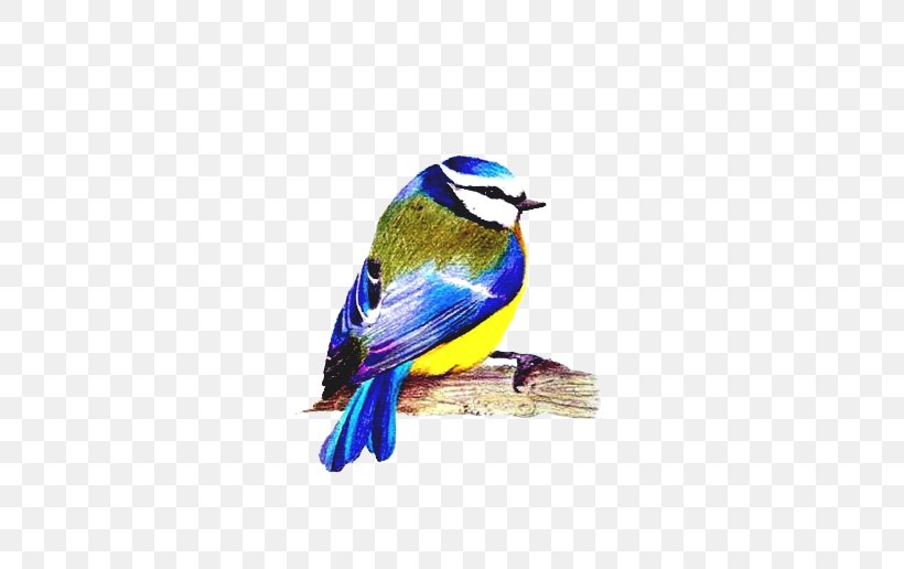 Bird Songbird Bluebird Perching Bird Beak, PNG, 500x516px, Bird, Beak, Blue Jay, Bluebird, Finch Download Free