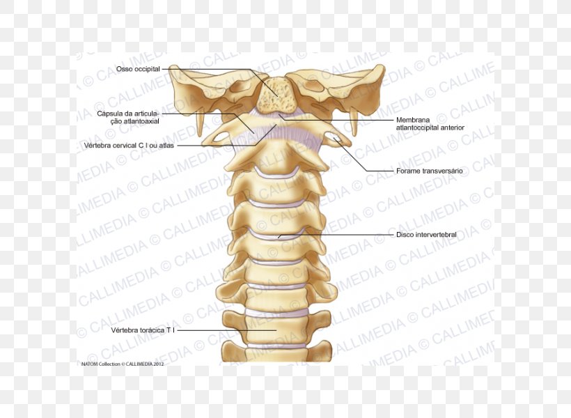 Bone Cervical Vertebrae Vertebral Column Atlas Ligament, PNG, 600x600px, Watercolor, Cartoon, Flower, Frame, Heart Download Free