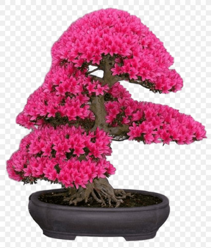 Bonsai Japanese Maple Cherry Blossom Tree, PNG, 1021x1200px, Bonsai, Adenium, Adenium Obesum, Azalea, Blossom Download Free