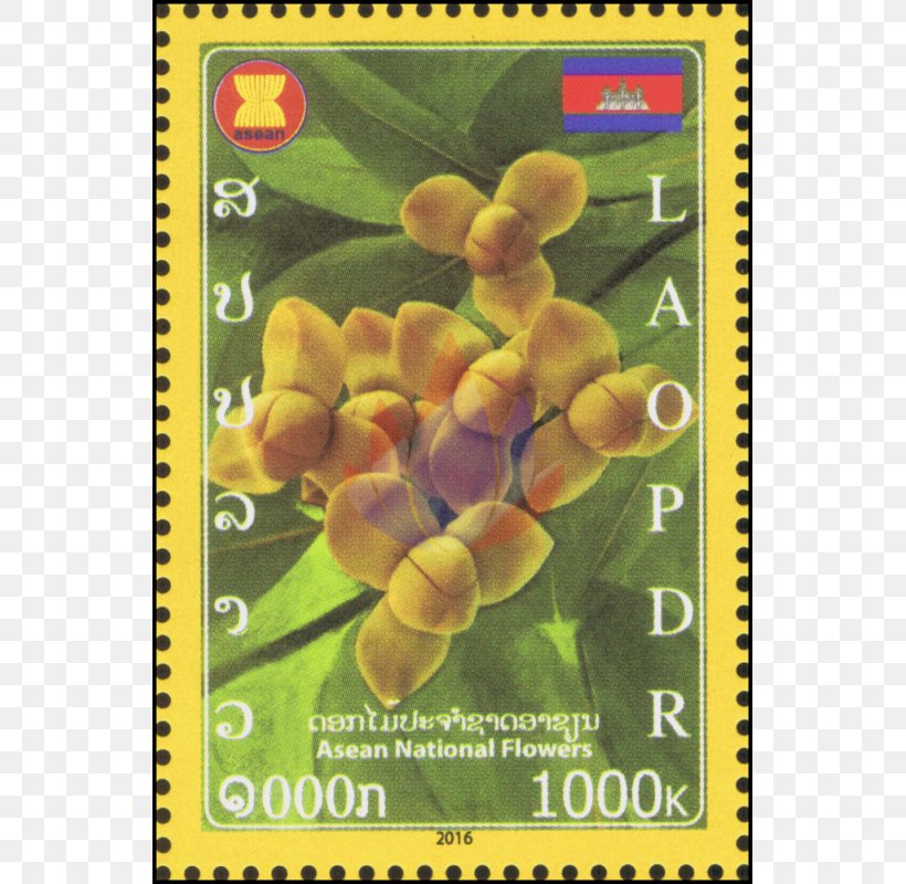 Fruit Flower, PNG, 800x800px, Fruit, Flora, Flower, Organism, Plant Download Free