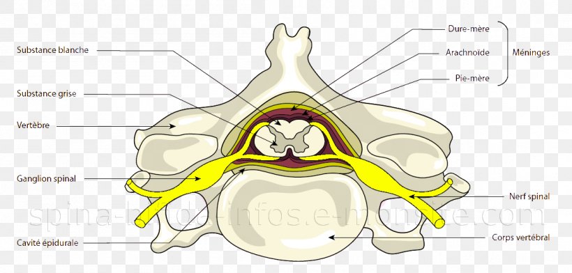 Meninges Spinal Cord Vertebral Column Central Nervous System, PNG, 1153x552px, Watercolor, Cartoon, Flower, Frame, Heart Download Free