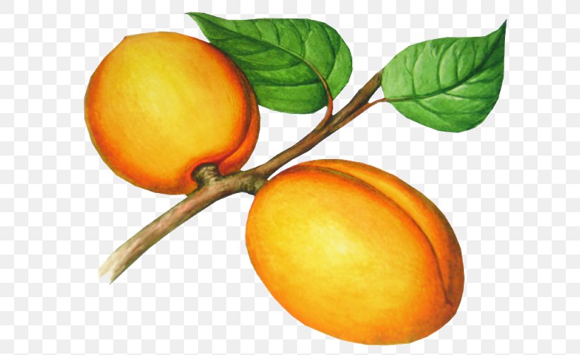 Apricot Photography Clip Art, PNG, 640x502px, Apricot, Bitter Orange, Citrus, Diospyros, Drawing Download Free