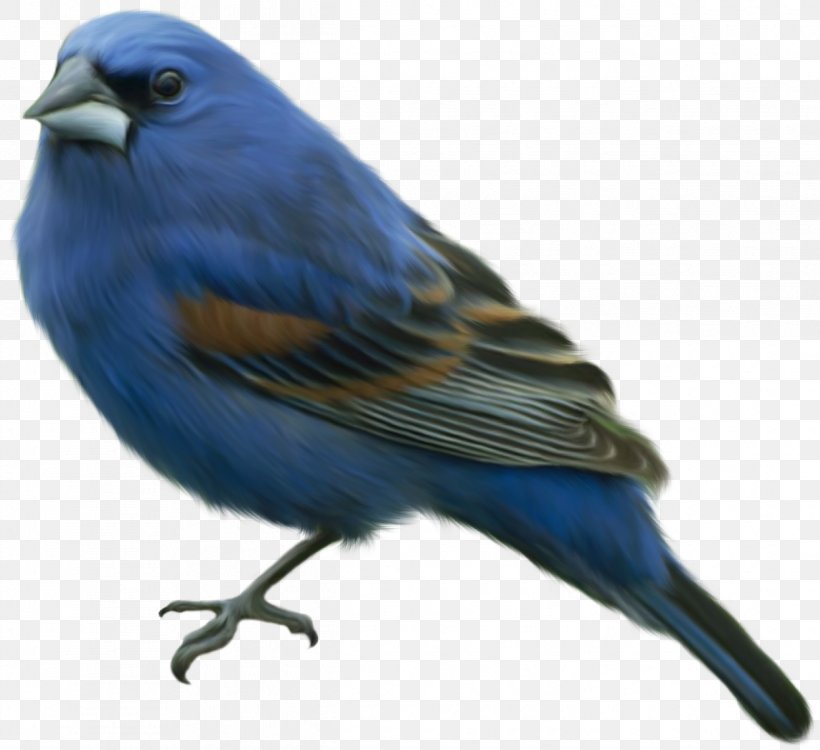 Eastern Bluebird Clip Art, PNG, 1245x1140px, Bird, Beak, Bluebird, Cobalt Blue, Eastern Bluebird Download Free