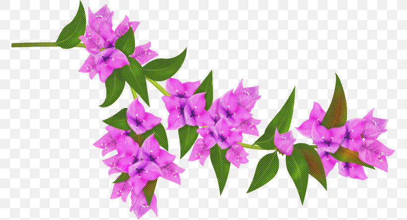 Flower Pink Plant Purple Bougainvillea, PNG, 773x444px, Flower, Bougainvillea, Lilac, Magenta, Petal Download Free